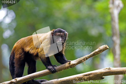 Image of Brown Capuchin Monkey