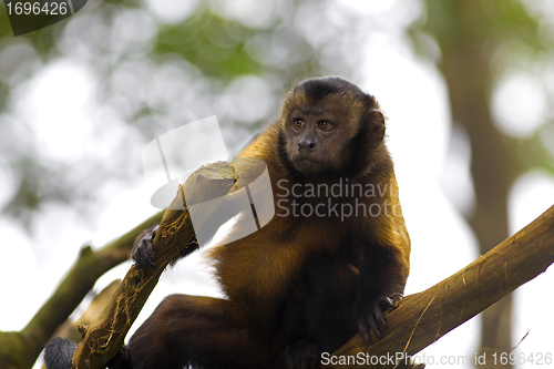 Image of Brown Capuchin Monkey