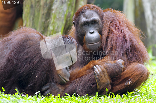 Image of Borneo Orangutan