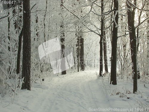 Image of Forest road in winter landscape