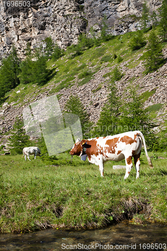 Image of Cows and Italian Alps
