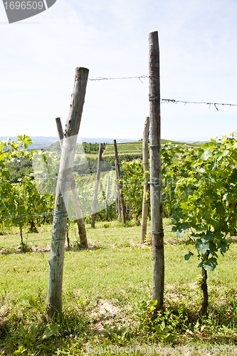 Image of Italy - Piedmont region. Barbera vineyard