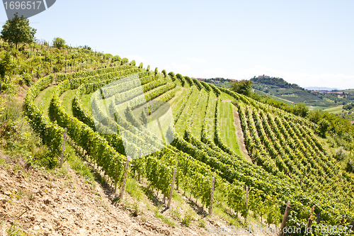 Image of Italy - Piedmont region. Barbera vineyard