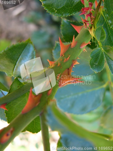 Image of Thorns