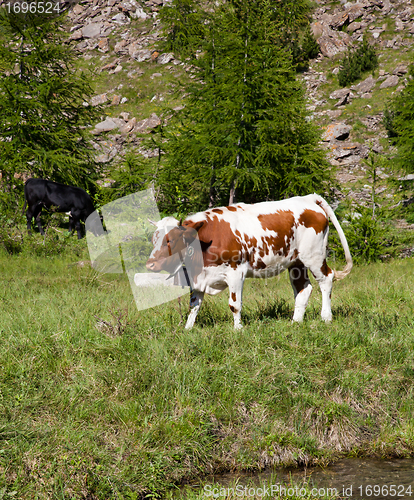 Image of Cows and Italian Alps