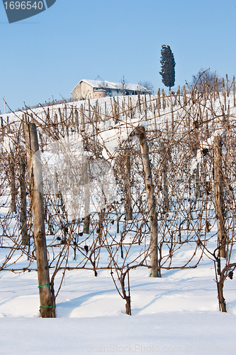 Image of Tuscany: wineyard in winter