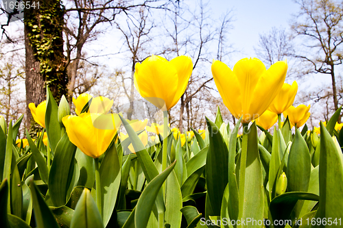 Image of Tulips - Golden varietie