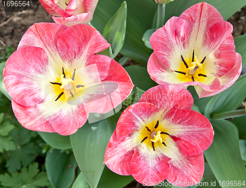 Image of Tulips  