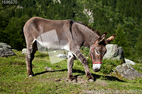 Image of Donkey on Italian Alps