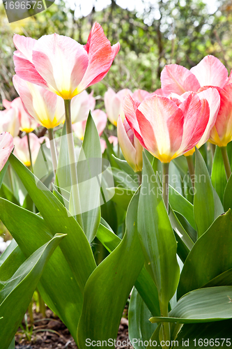 Image of Tulips  