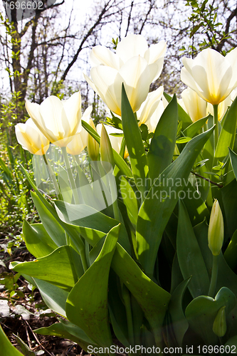 Image of Tulips - Jaap Groot varieties