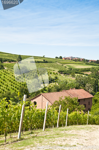 Image of Italian villa with vineyard: spring season