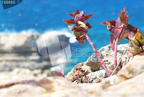 Image of Struggling Flowers