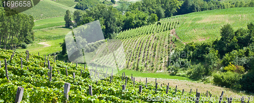 Image of Italy - Piedmont region. Barbera vineyard