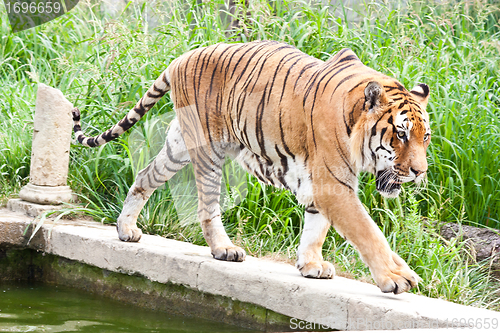 Image of Danger: hungry tiger