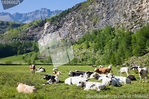 Image of Cows and Italian Alps