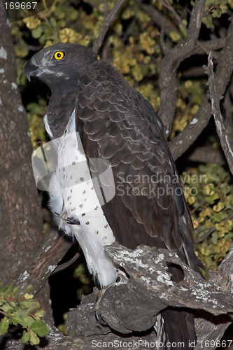 Image of Martial Eagle