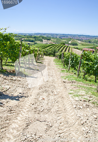 Image of Italy - Piedmont region. Barbera vineyard