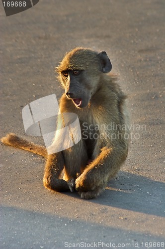 Image of Vervet Monkey