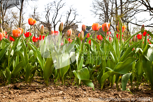 Image of Spring tulips impregnated by the sun