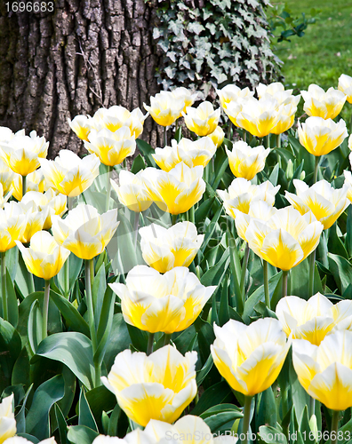 Image of Tulips - Jaap Groot varieties