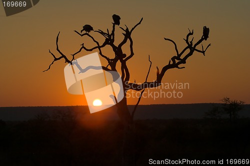 Image of Sunset in Kruger Park
