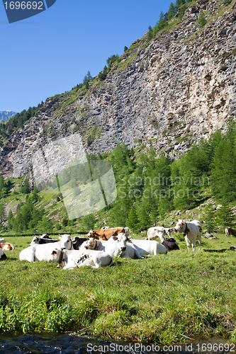 Image of Cows and Italian Alps