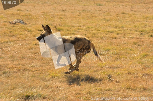 Image of  African Wild Dog