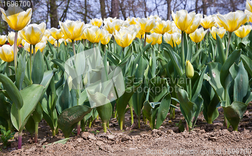 Image of Tulips - Jaap Groot varieties