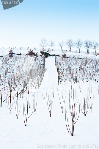 Image of Tuscany: wineyard in winter