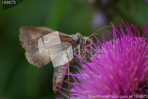Image of Closeup of a moth