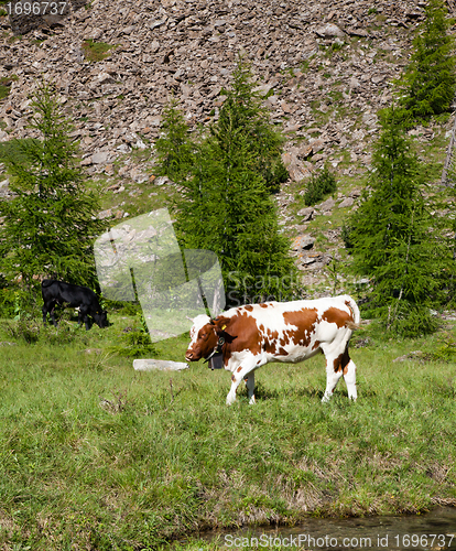 Image of Cows and Italian Alps