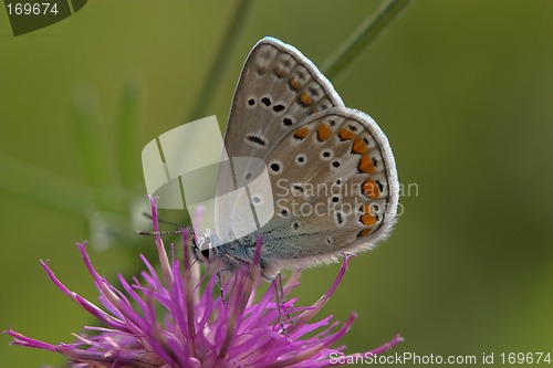 Image of Closeup of a common blue butterfly