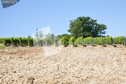 Image of Italy - Piedmont region. Barbera vineyard