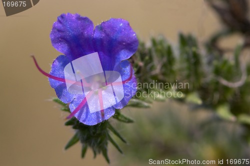 Image of Closeup of a blue flower