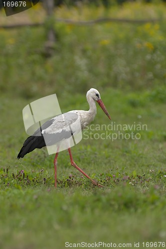 Image of White stork