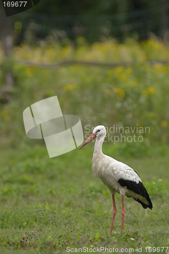 Image of White stork