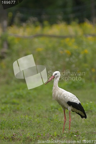 Image of White stork