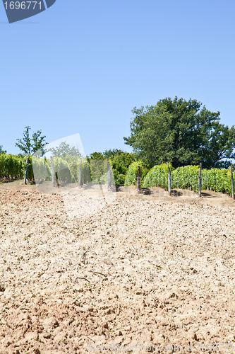 Image of Italy - Piedmont region. Barbera vineyard