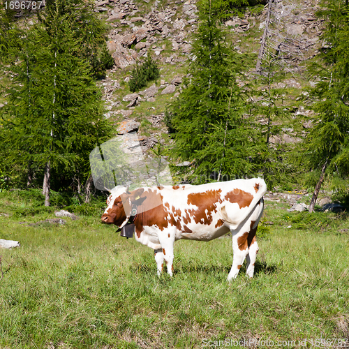 Image of Cows and Italian Alps