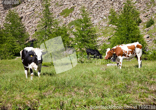 Image of Cows and Italian Alps