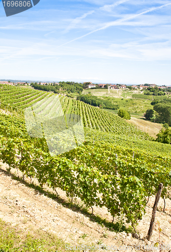 Image of Italy - Piedmont region. Barbera vineyard