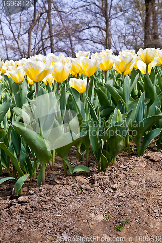 Image of Tulips - Jaap Groot varieties