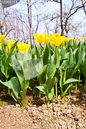 Image of Tulips - Golden varietie