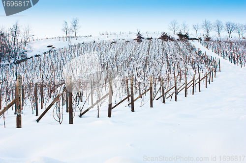 Image of Tuscany: wineyard in winter