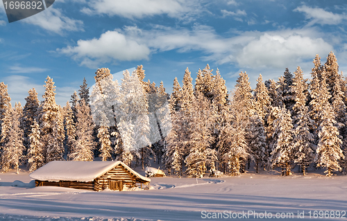 Image of dug in the winter frosty forest