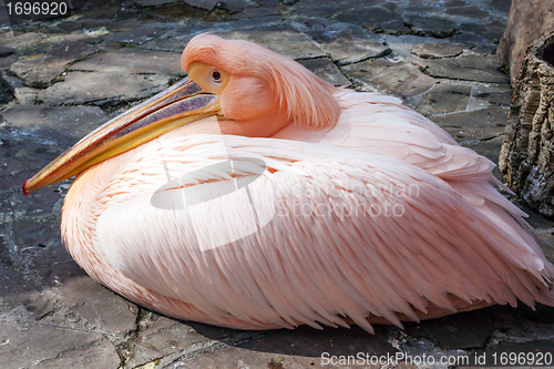 Image of Pink Pelican