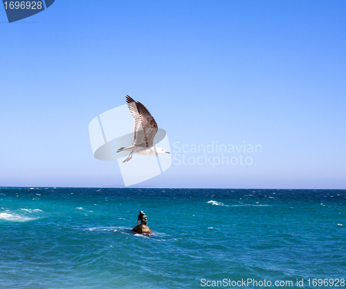 Image of Sea Gull in Sky