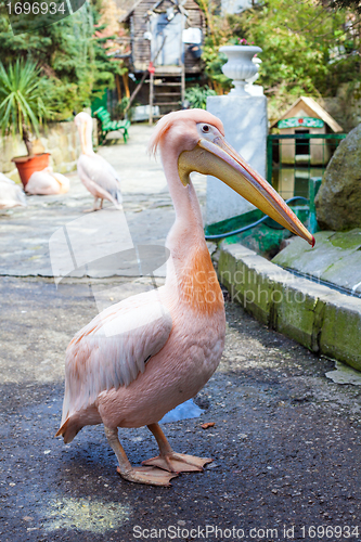 Image of Pink Pelican