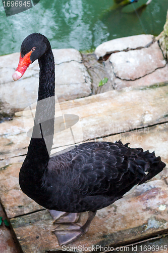 Image of Black Swan